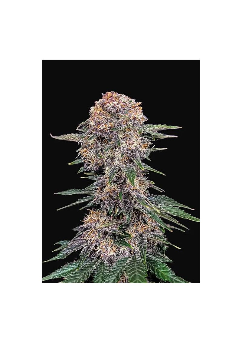 Cherry Cola Auto, Фасовка: 3, изображение 5